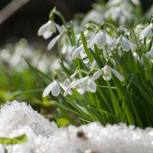 snowdrop blooming in spring